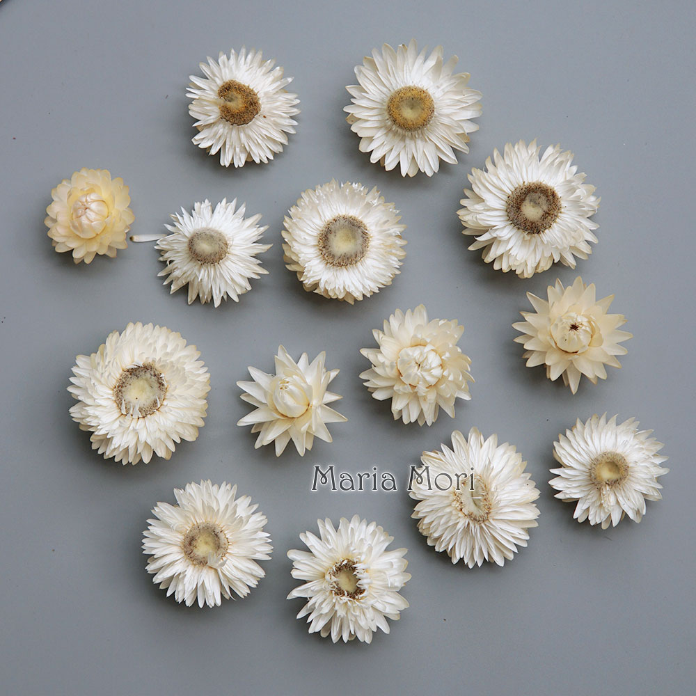 Natural Dried Colorful Chrysan - Candle Making Uk 评论和价格