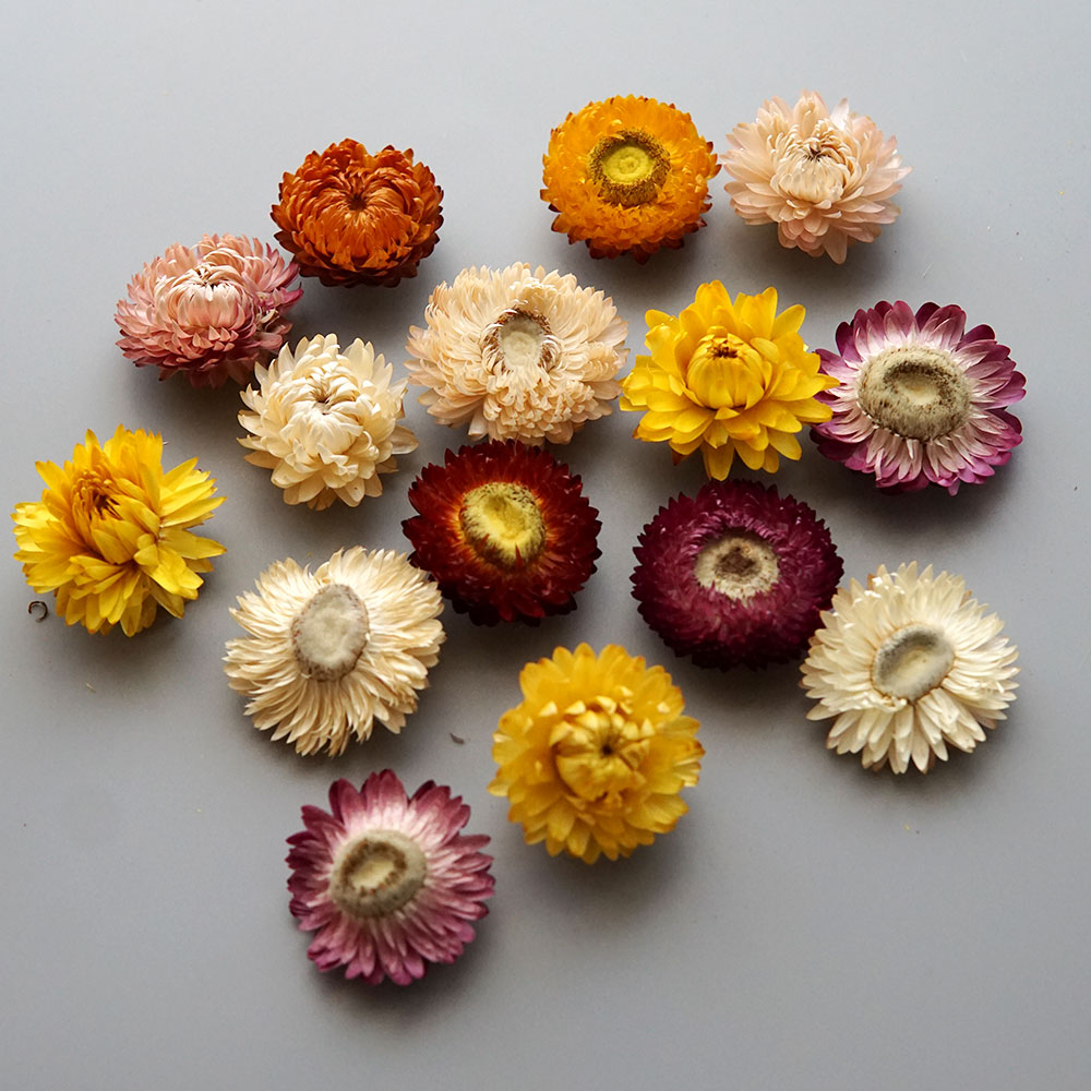 Natural Dried Colorful Chrysan - Candle Making Uk 评论和价格
