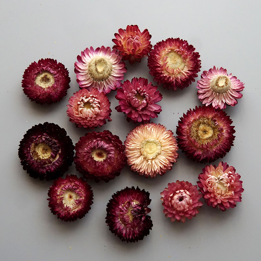 Natural Dried Colorful Chrysan - Candle Making Uk 评论和价格