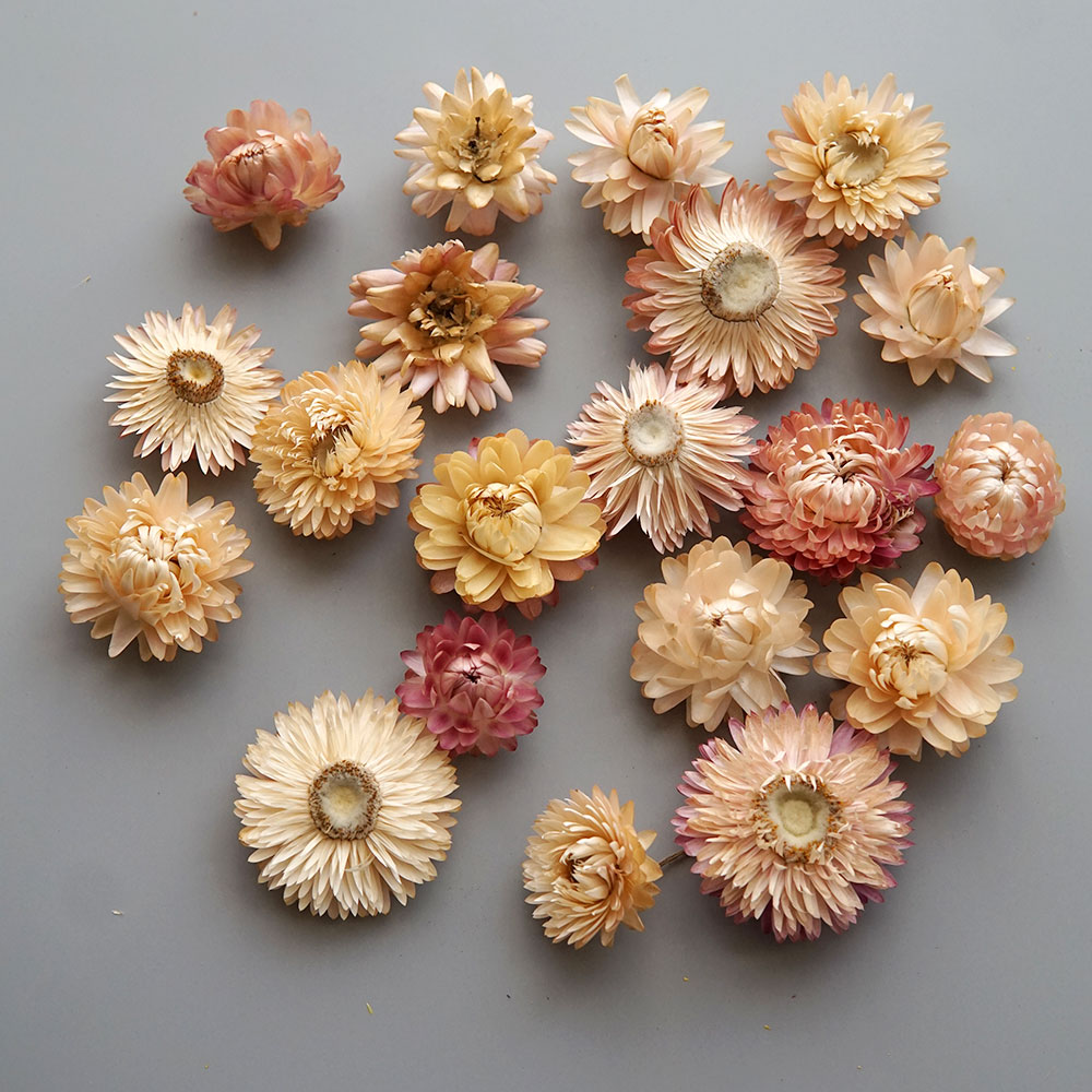 Natural Dried Colorful Chrysan - Candle Making Uk 评论和价格